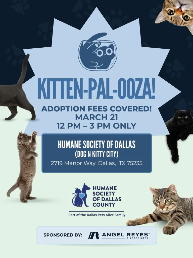 Join Angel Reyes & Associates at Kitten-pal-ooza!